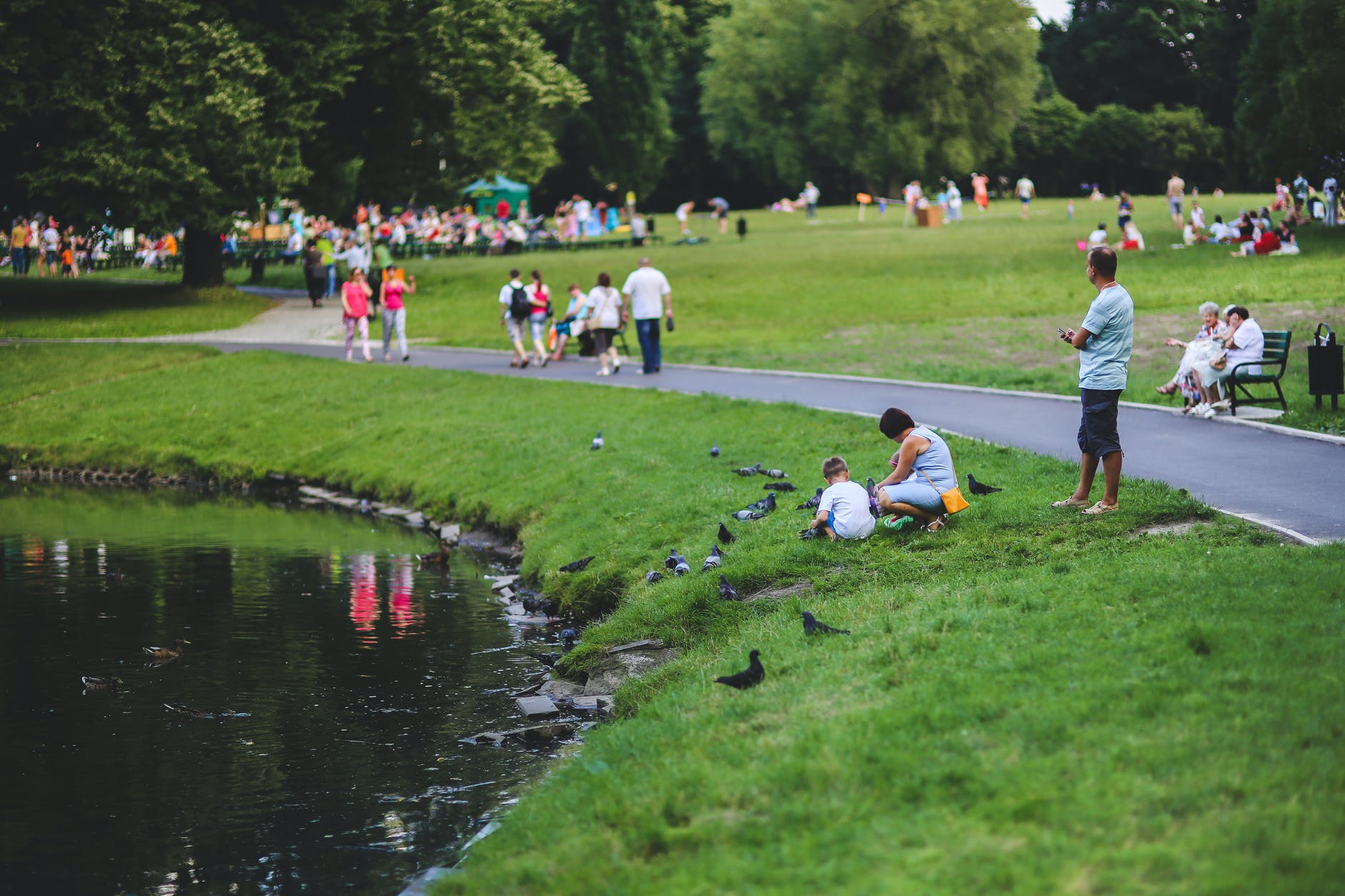 feeding the pigeons