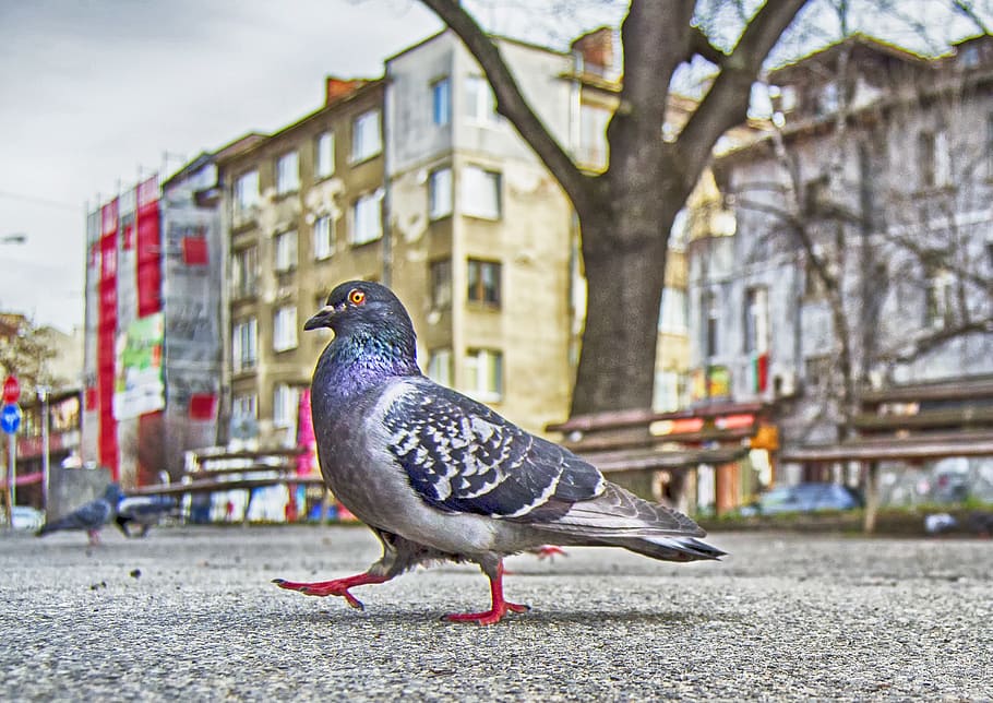 Pigeon strutting in a park